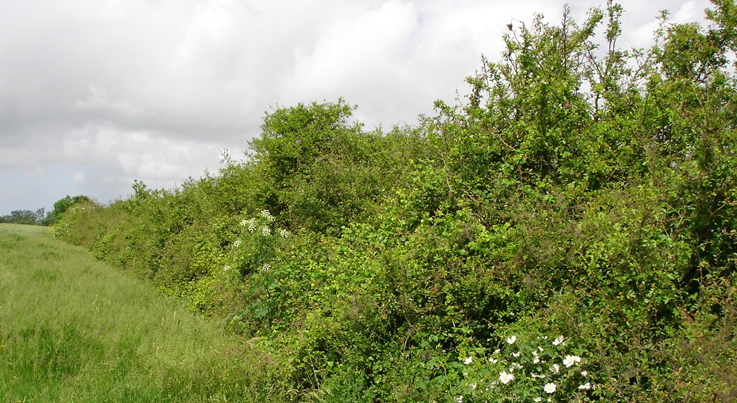 Haies et biodiversité